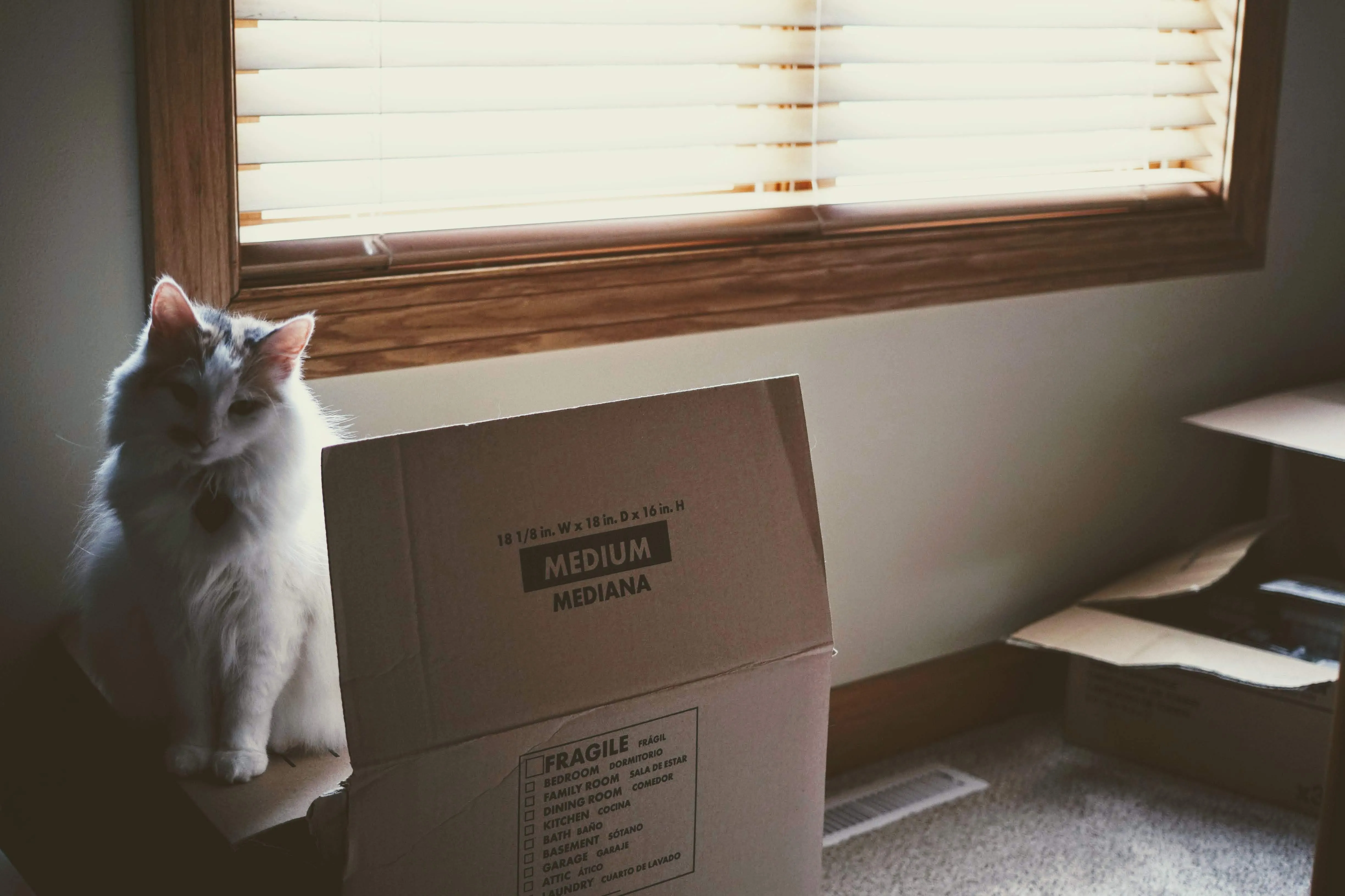 [Déménager avec un chat]